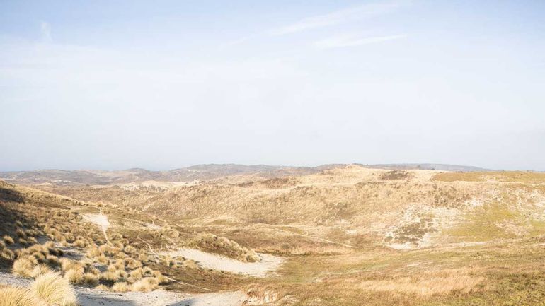 Door het vastleggen van duinen krijgen soorten als duindoorn en duinriet de overhand. De te hoge stikstofneerslag versterkt dat proces