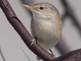 Acrocephalus palustris. Bosrietzanger