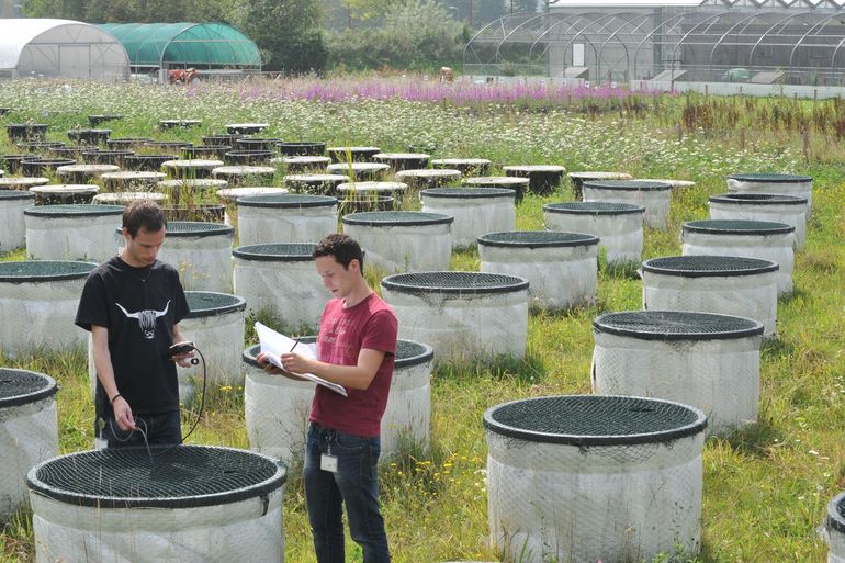 Water research also happens on land. On NIOO's experimental fields, there are often rows of containers filled with water, algae and, for example, water fleas. In these, the effects of exotic aquatic plants or drug residues on life in fresh water are studied, among other things