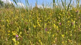Polder Bijleveld is een van de drie kalkmoerassen van Nederland: een bijzonder vegetatietype.