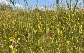 Staatsbosbeheer Polder Bijleveld is een van de drie kalkmoerassen van Nederland: een bijzonder vegetatietype.