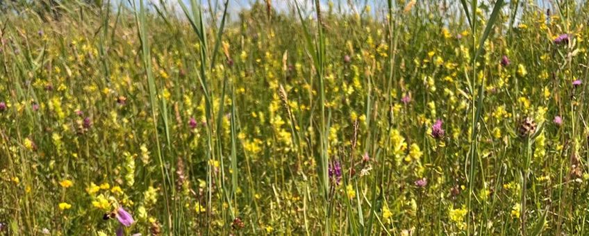 Polder Bijleveld is een van de drie kalkmoerassen van Nederland: een bijzonder vegetatietype.