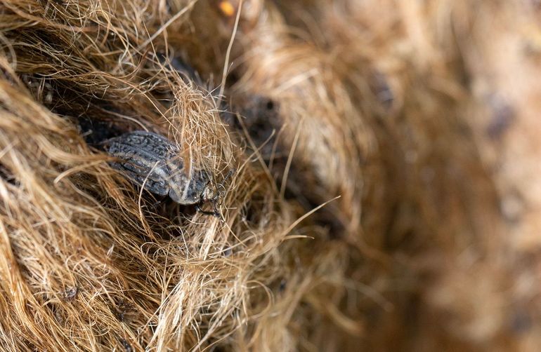 Scavengers large and small depend on dead animals in nature