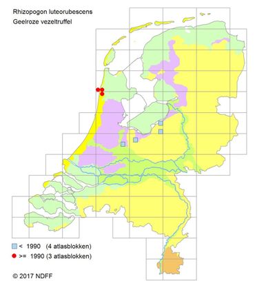 Verspreidingskaartje Geelroze vezeltruffel.
