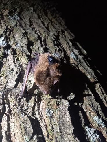 Zojuist gezenderde meervleermuis op boomoppervlak