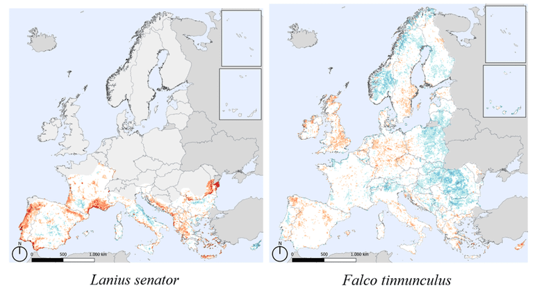 Veranderingskaart van de Roodkopklauwier (Lanius senator) in Europa (links). Rode kleuren geven aan waar de soort is afgenomen in 2018 tot en met 2022 ten opzichte van 2013 tot en met 2017. Blauw geeft aan waar deze is toegenomen. In Nederland komt deze soort niet voor als broedvogel. Rechts de veranderingskaart van de Torenvalk (Falco tinnunculus) in Europa. Er zijn duidelijk regio&rsquo;s zichtbaar waar de soort toeneemt en waar de soort afgenomen is
