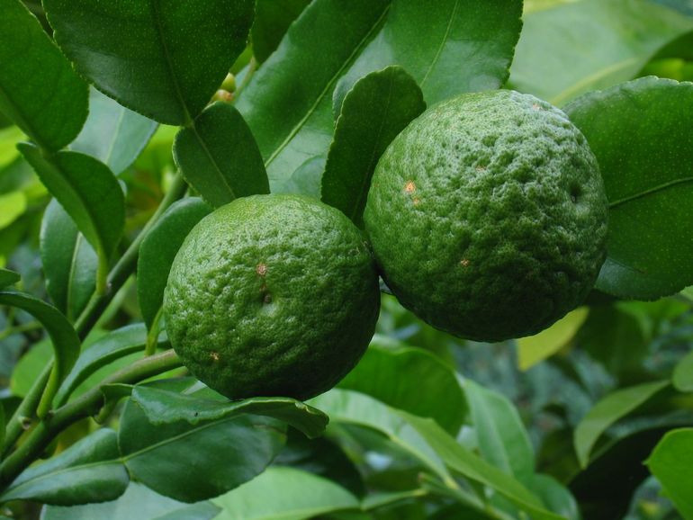 Djeruk purut (Citrus hystrix)