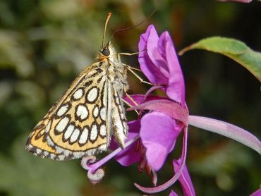 Ook wilgenroosje wordt wel gebruikt als nectarplant