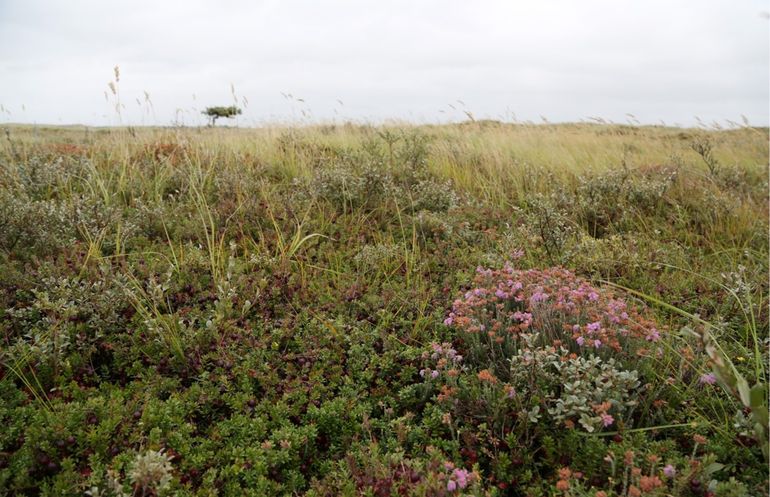 Vochtige duinheide Vallei van het Veen Vlieland