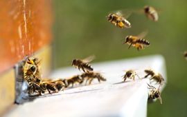 Bijen met stuifmeel