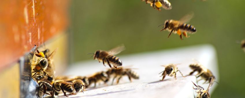 Bijen met stuifmeel