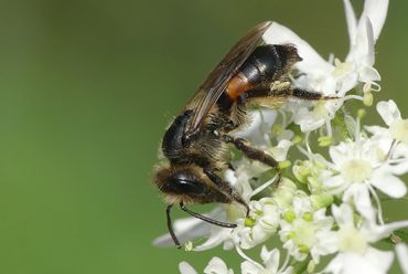 De roodrandzandbij is een specialist, die in de zomer bloemen van de gewone berenklauw bezoekt op de campus