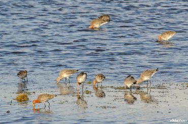 Voor de terugkerende weidevogels is een dun laagje water op een stuk weiland onweerstaanbaar