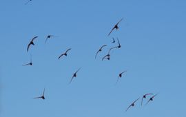 Apus apus. Flock flying. Gierzwaluw