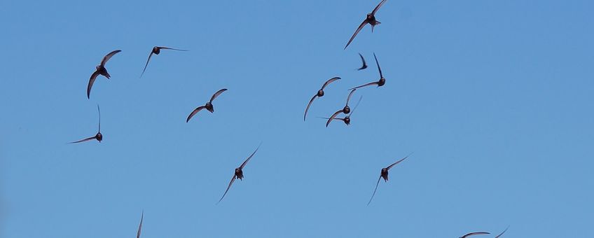 Apus apus. Flock flying. Gierzwaluw