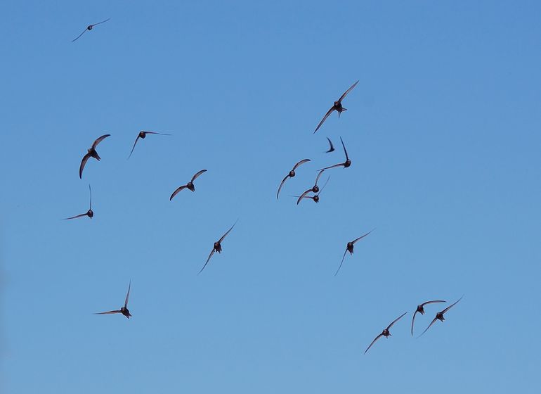 Nu zijn het nog kleine groepjes, maar in de loop van de zomer vliegen grote groepen boven de stad