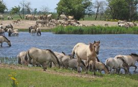 Grote kudde koniks in de Oostvaardersplassen VOOR EENMALIG GEBRUIK