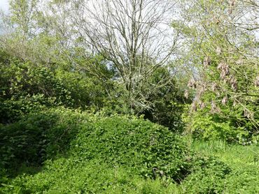 Vindplaats van de meerjarige groefbij in Hazerswoude: een polderbosje met braam en brandnetel