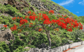 Public Entity Saba Flamboyant tree.