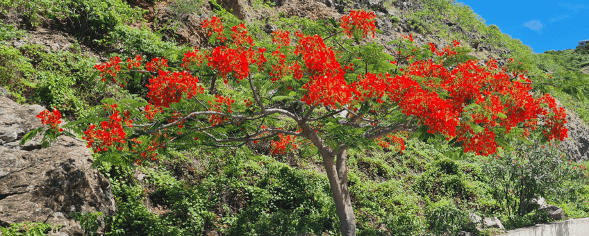 Flamboyant tree.