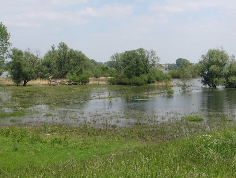 Hoogwater tijdens de onderzoeksperiode zorgde voor een uitgelezen kans om in praktijk onderzoek te doen in de Buiten-Ooij