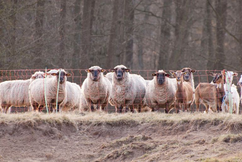 Hedendaagse bescherming in Duitsland: een 1.20 meter hoog 'schrikdraad' netwerk 