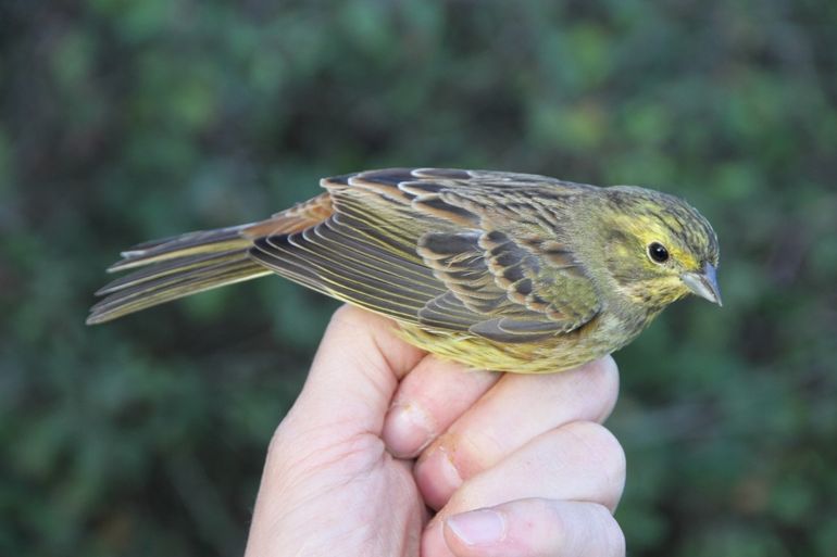 Een jonge geelgorsman gevangen op het overhoekje Bouwte ten behoeve van het ringonderzoek. Muntendam, 7 oktober 2018.