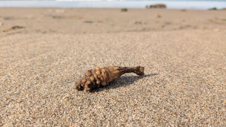 Zowel jij als deze knotszakpijp behoren tot het phylum Chordata, 'dieren met een chorda'