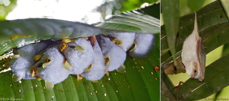 Twee soorten van nature witte vleermuizen. Links de Honduran White Bat en rechts de Northern Ghost Bat, beide uit Costa Rica