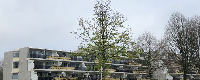 Witte paardenkastanje op rotonde Laan der Verenigde Naties Ede op 31 december 2018