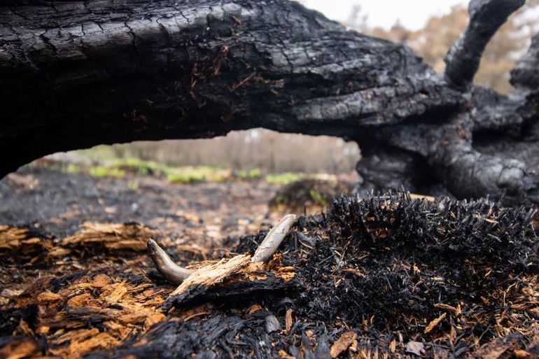 Hazelwormen lijken snel slachtoffer te worden van heidebranden. Ze zijn langzaam en kunnen mogelijk niet snel genoeg een diep holletje bereiken om te schuilen