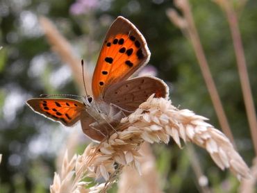 Kleine vuurvlinder, een van de graslandvlinders die zeker profiteert van meer bloemrijk grasland