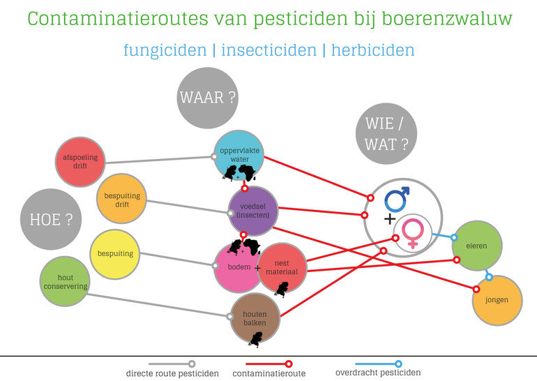 Mogelijke contaminatieroutes van pesticiden naar boerenzwaluw