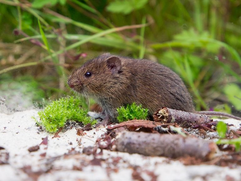 Rodents like common voles prefer large, connected areas of pasture or perennial crops because these habitat types provide food, shelter and room to spread