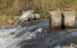 Springende winde in een vistrap