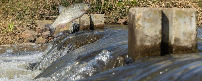 Springende winde in een vistrap