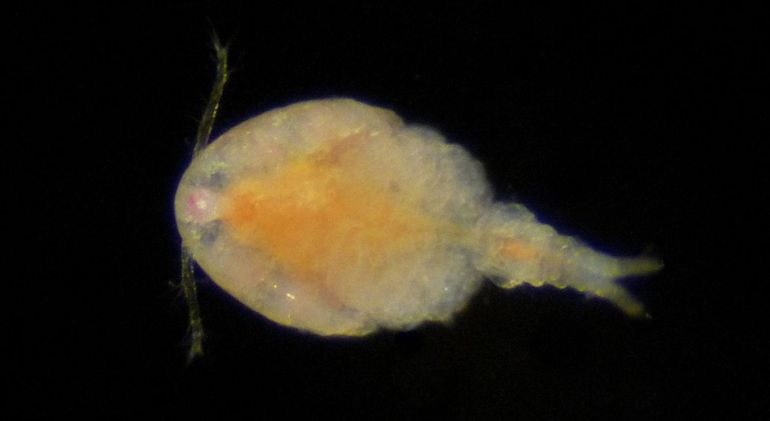 Een Mosselnijntje dat is aangetroffen op een mossel in het Grevelingenmeer