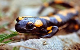 Pixabay salamander