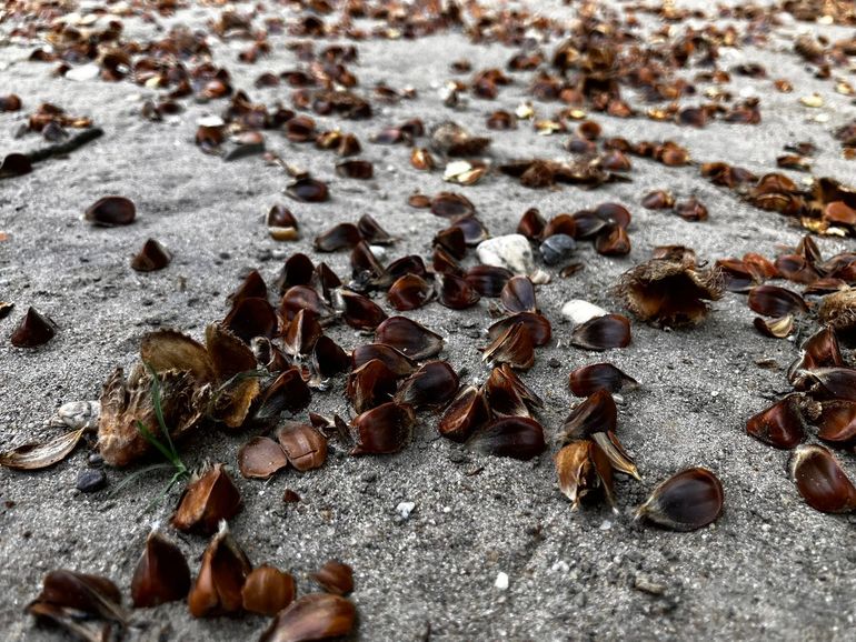 Veel beukennootjes op de grond