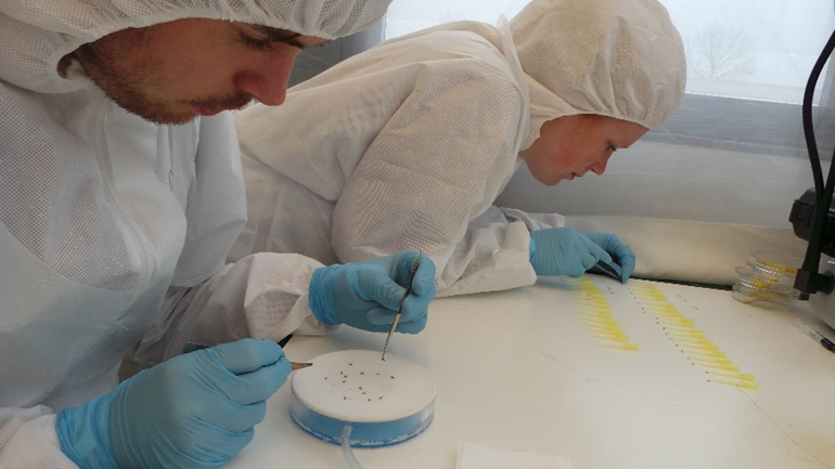 Chantal Vogels (achter) en Giel Göertz (voor) aan het werk in het streng  beveiligde laboratorium van Wageningen University & Research