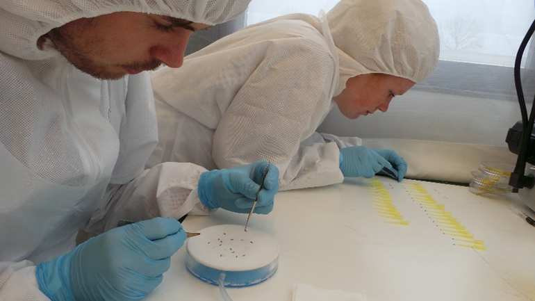 Chantal Vogels (achter) en Giel Göertz (voor) aan het werk in het streng beveiligde laboratorium van Wageningen University & Research