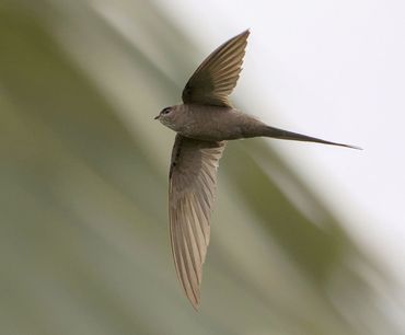 Afrikaanse palmgierzwaluw