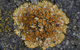 Caloplaca saxicola, Sinaasappelkorst