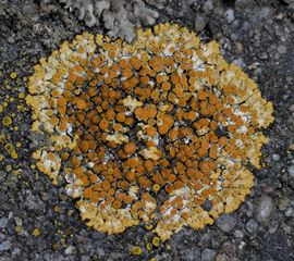 Caloplaca saxicola, Sinaasappelkorst