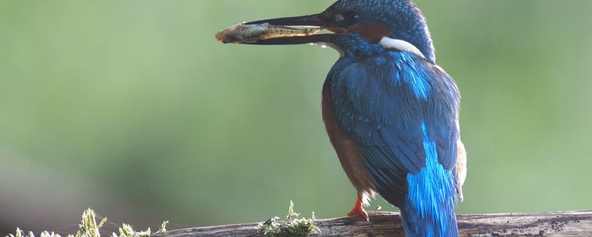 IJsvogel