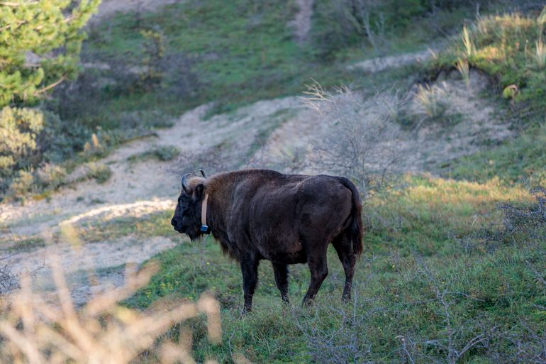 Wisent staat weer op na het plaatsen van de nieuwe halsband