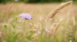 Botanisch grasland - Oirschot - Spoordonk