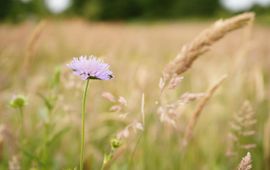 Botanisch grasland - Oirschot - Spoordonk