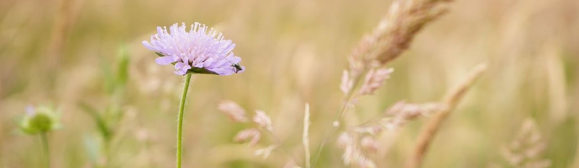 Botanisch grasland - Oirschot - Spoordonk