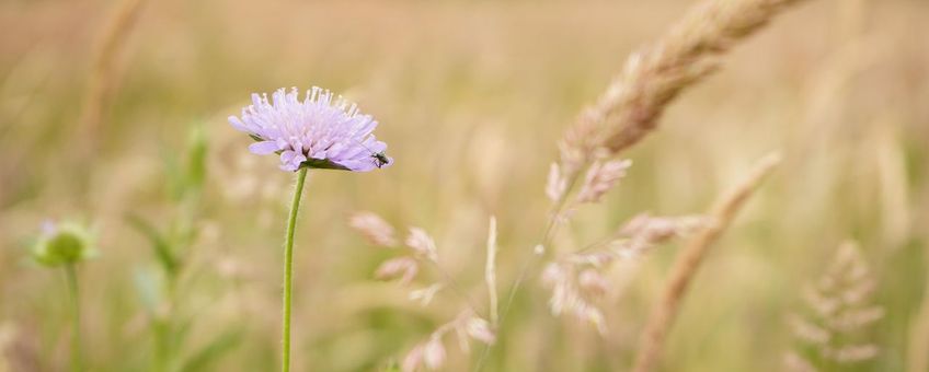 Botanisch grasland - Oirschot - Spoordonk